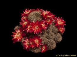 Sulcorebutia steinbachii v. hoffmannii f. seinoiana WR612 2117